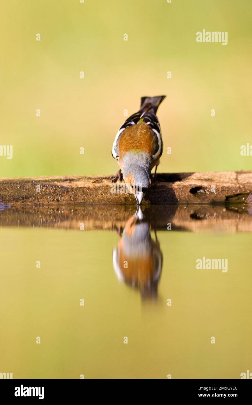 Vink mannetje drinkend; Common Chaffinch male drinking Stock Photo - Alamy