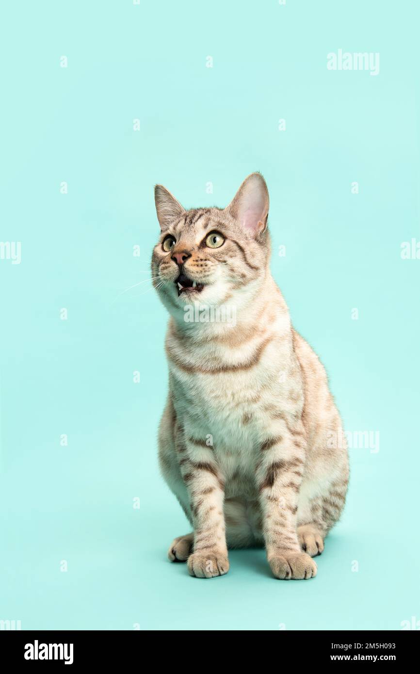 Hungry Snow bengal cat looking up with its mouth open, speaking sitting on a blue background