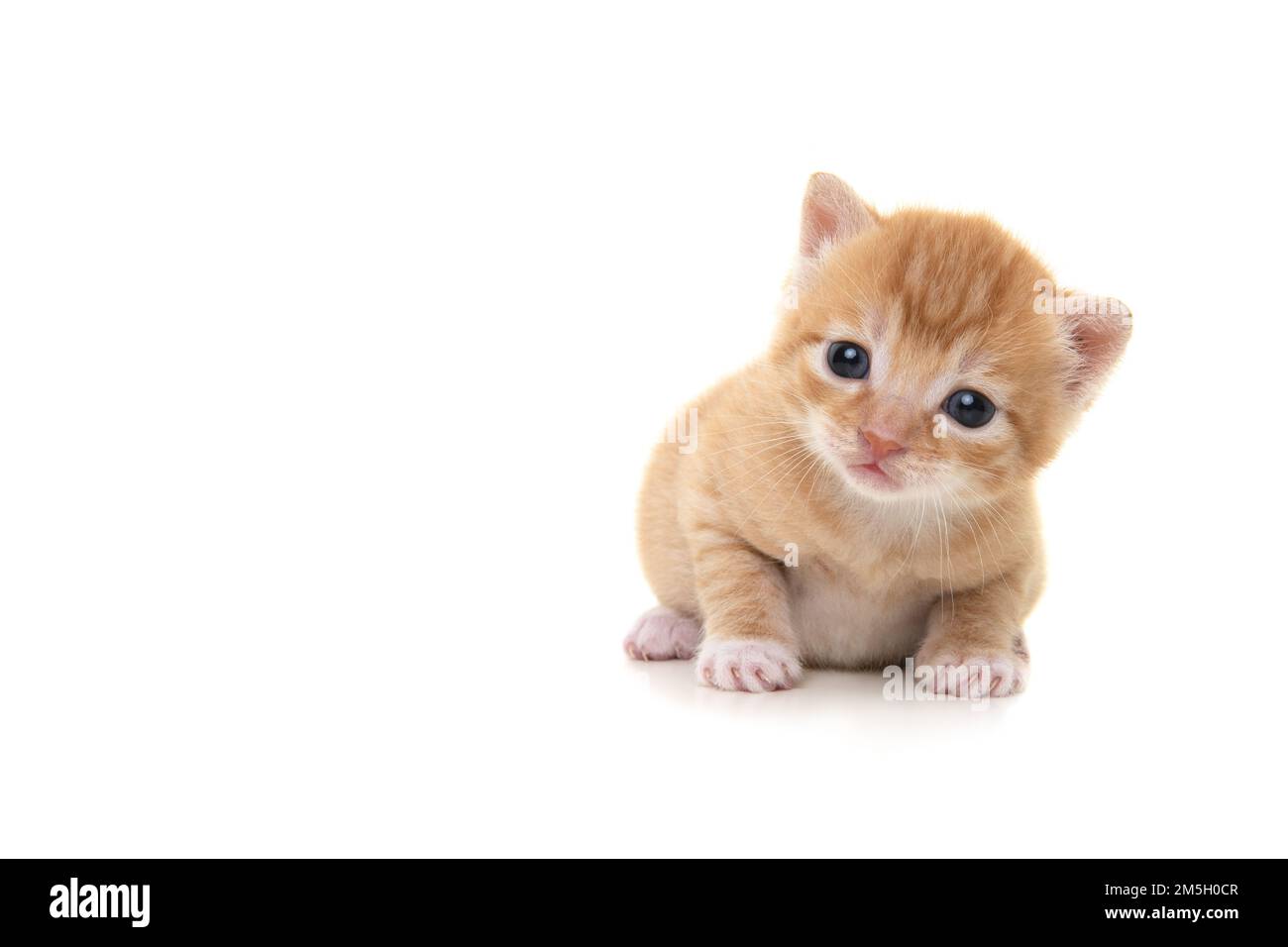 Adorable three weeks old ginger kitten looking at the camera isolated on a white background Stock Photo