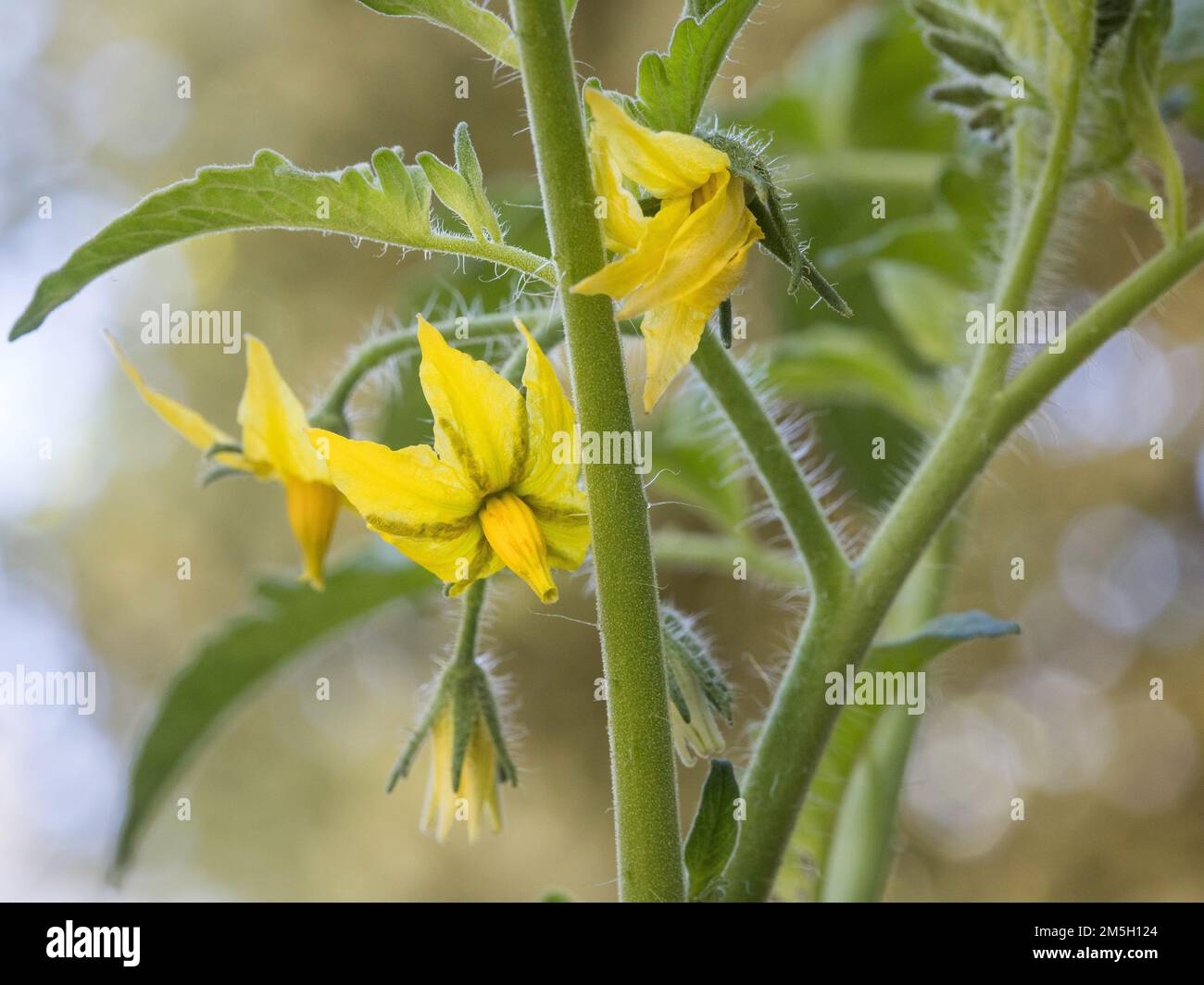 A tomato plant blooming with pretty yellow flowers in the vegetable