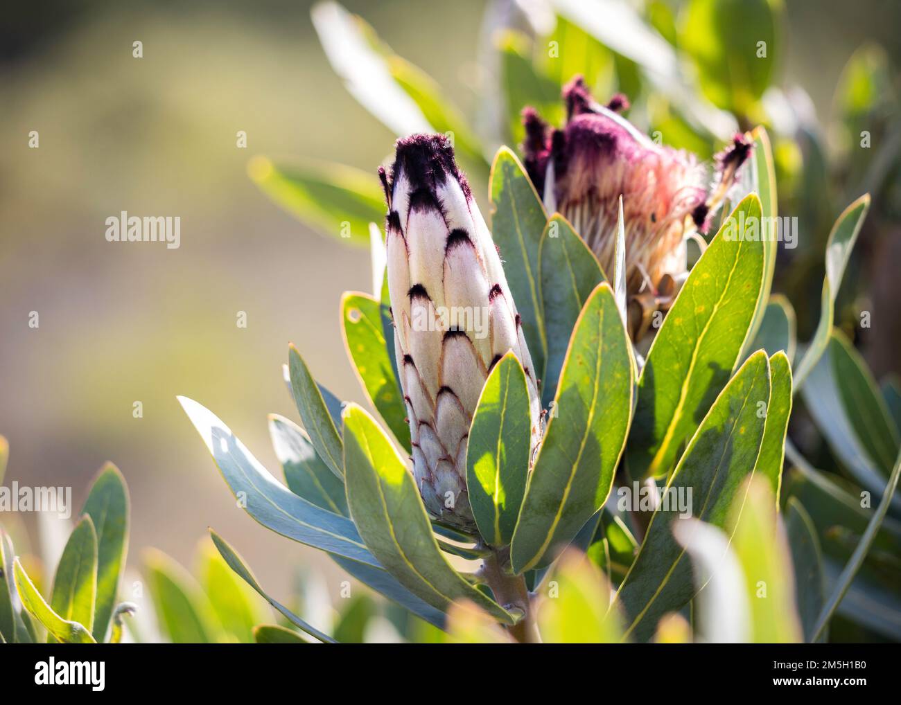 Protea or sugarbush flowering plant with a close-up of the flower buds blooming in the sunlight Stock Photo