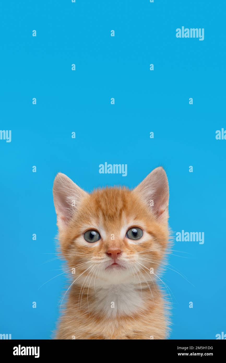 Portrait of an adorable ginger kitten looking at the camera on a bright