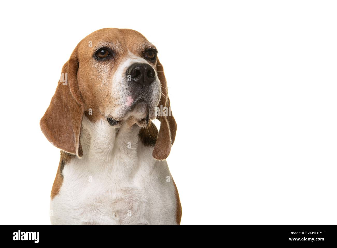 Portrait of a proud beagle dog looking away isolated on a white background with space for copy Stock Photo