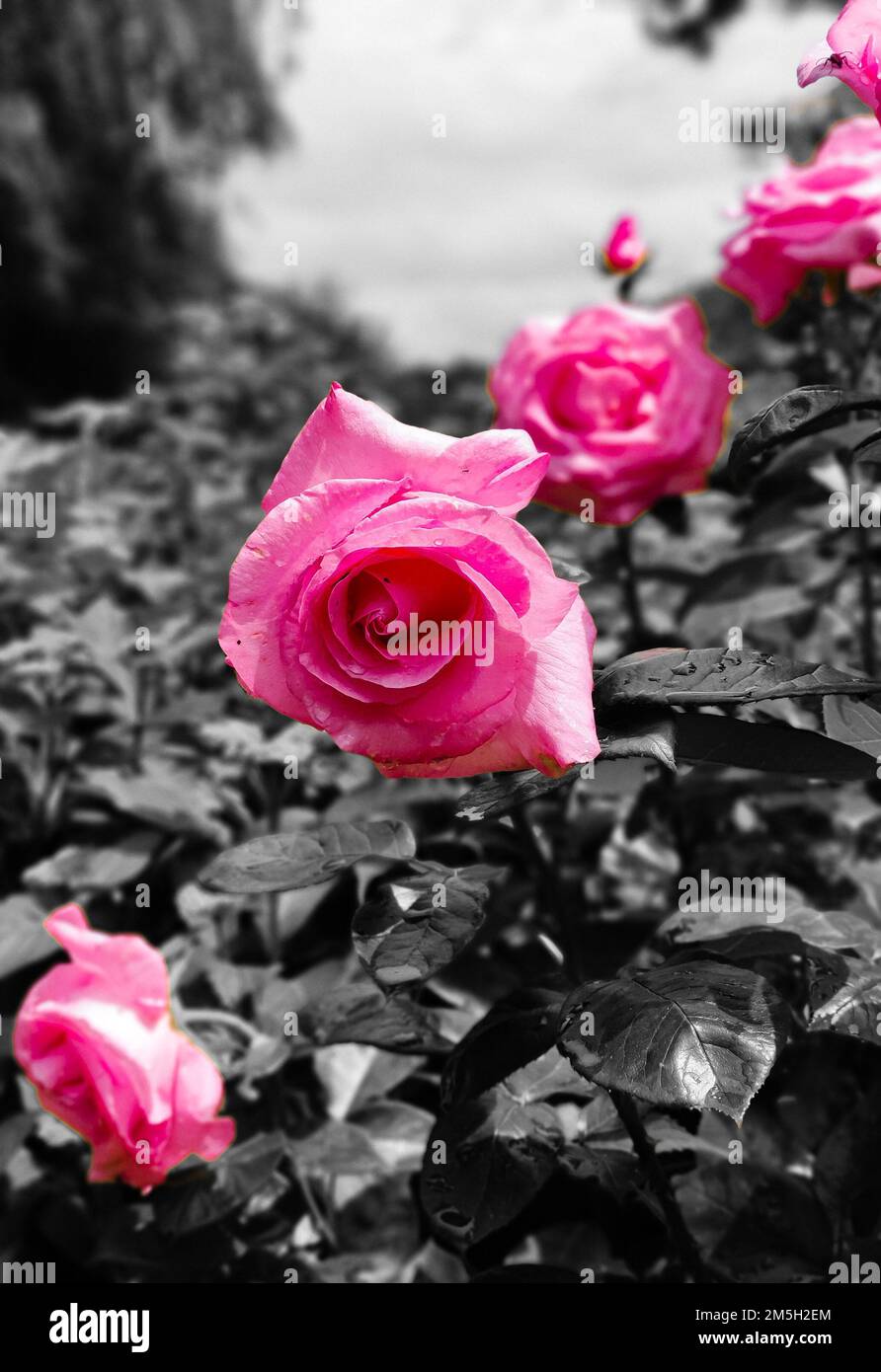 A vertical closeup shot of blooming bright pink roses on a grayscale ...