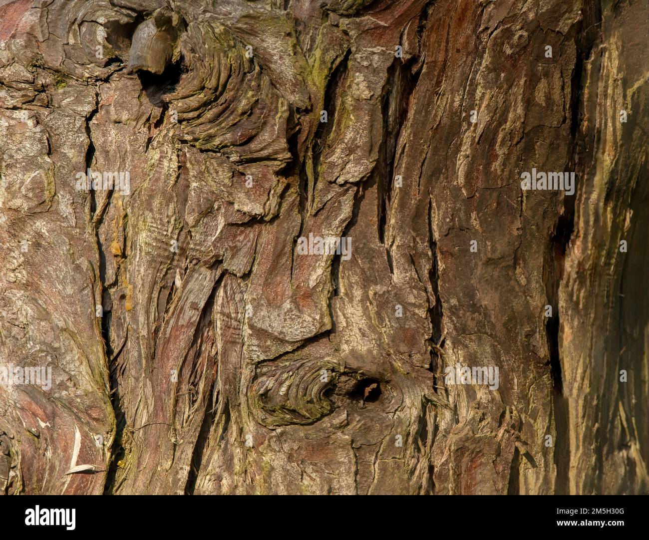 patterns and textures in the bark of a tree close up Stock Photo