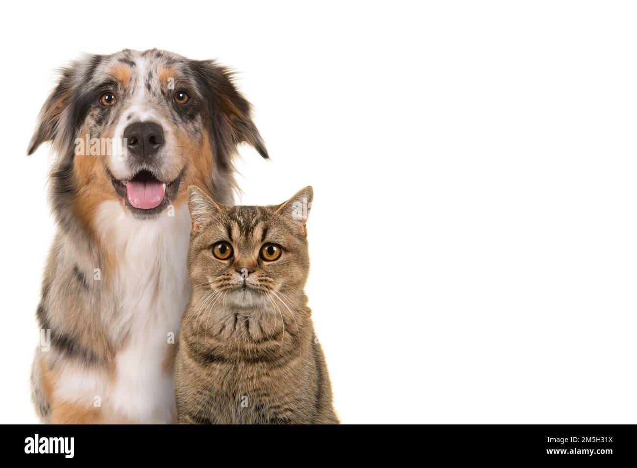 Portrait of a pretty blue merle australian shepherd dog  and a tabby british shorthair cat looking straigth at the camera with open mouth on a white b Stock Photo