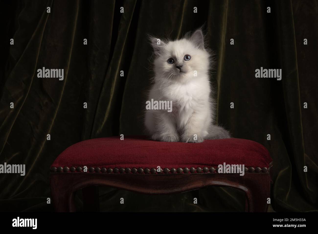 Fluffy ragdoll baby cat sitting on a classic pouf in a classic still ...