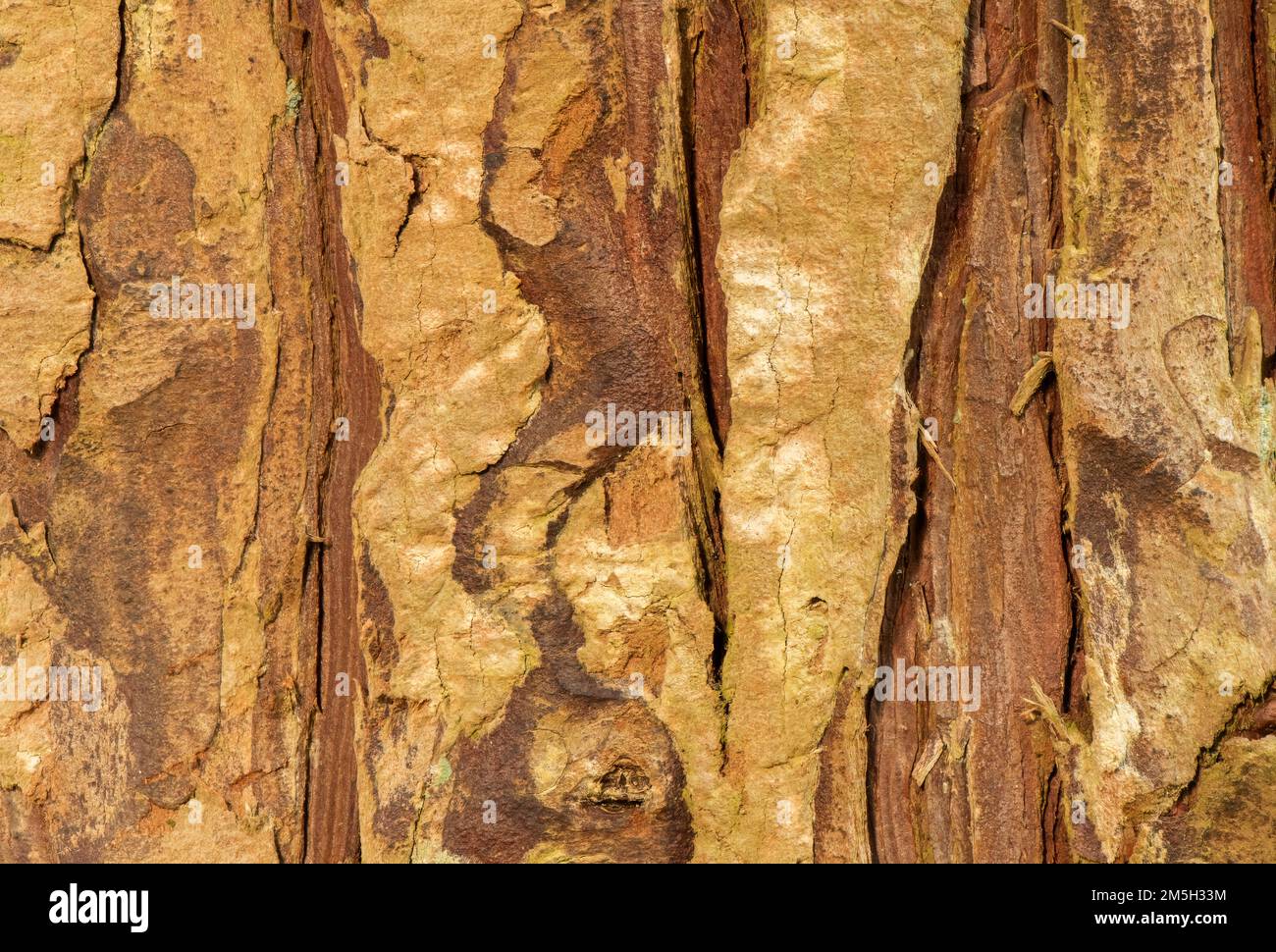 Close up patterns textures hi-res stock photography and images - Alamy