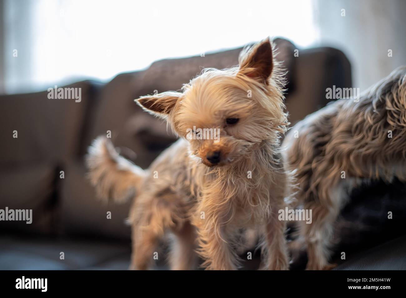 close-up of 2 Yorkshir terriers sitting together on a couch. High quality photo Stock Photo