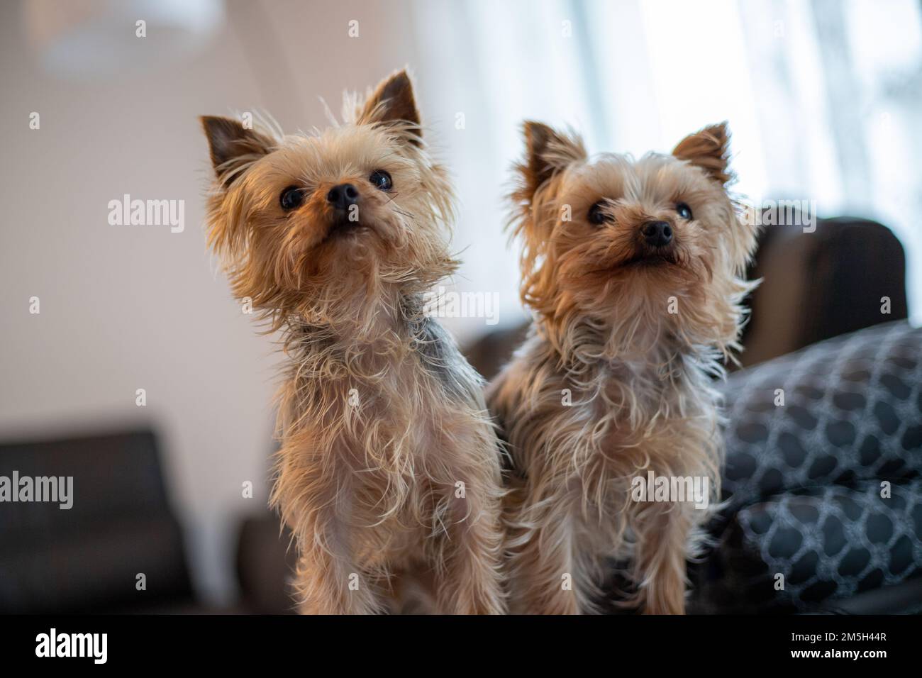 close-up of 2 Yorkshir terriers sitting together on a couch. High quality photo Stock Photo