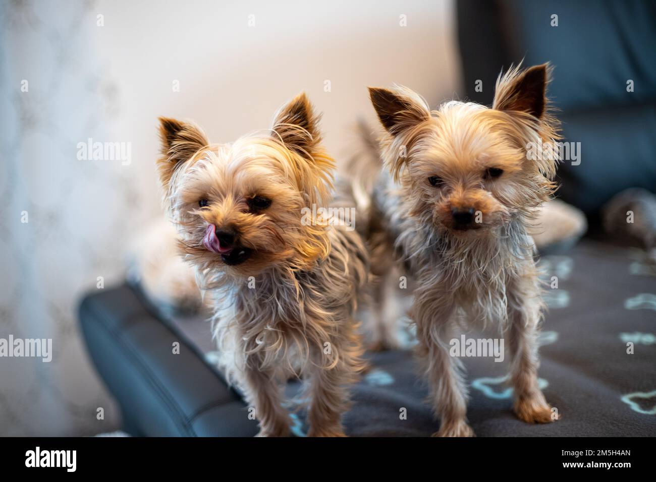 close-up of 2 Yorkshir terriers sitting together on a couch. High quality photo Stock Photo
