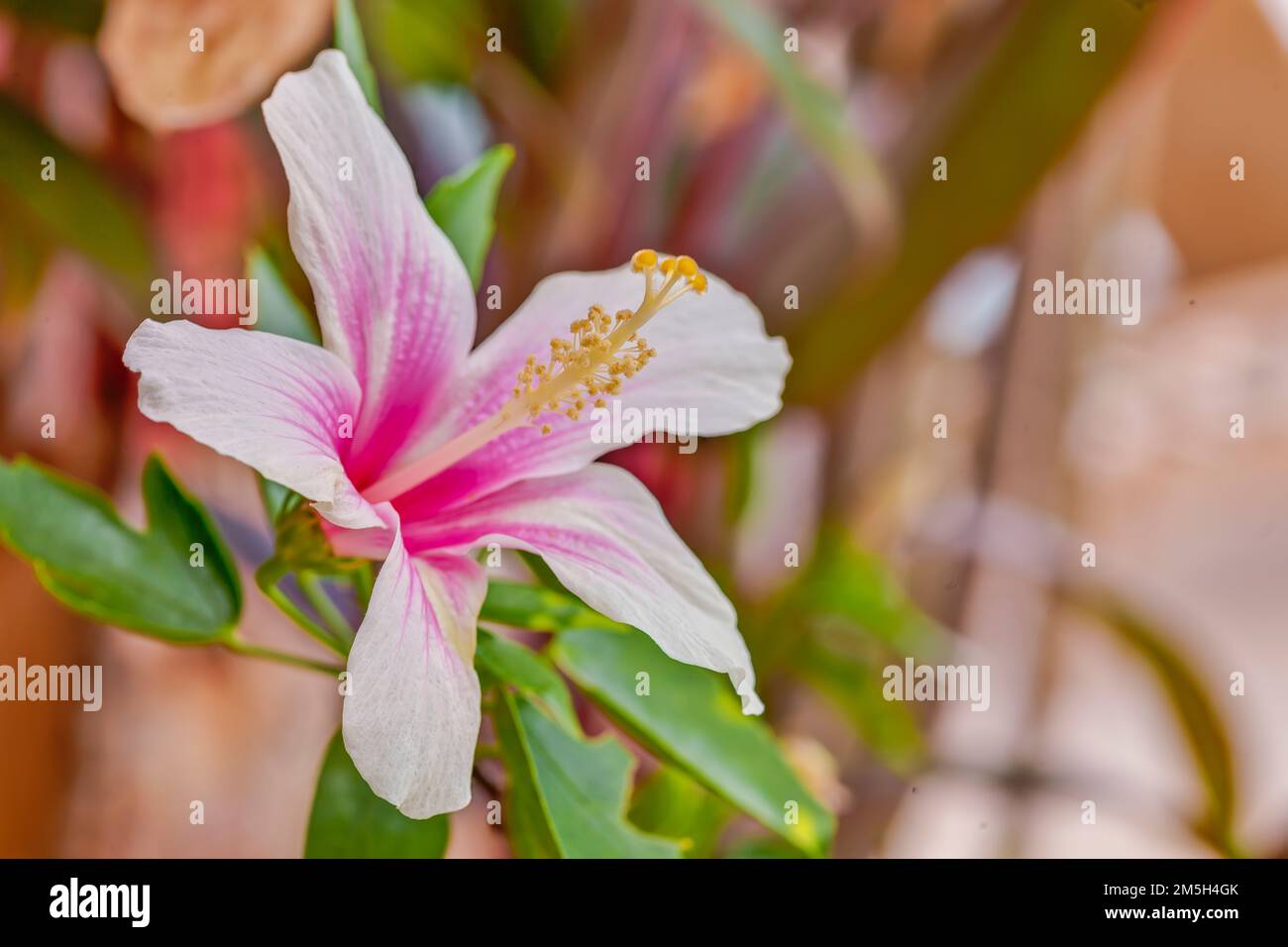 Bees of thailand hi-res stock photography and images - Alamy