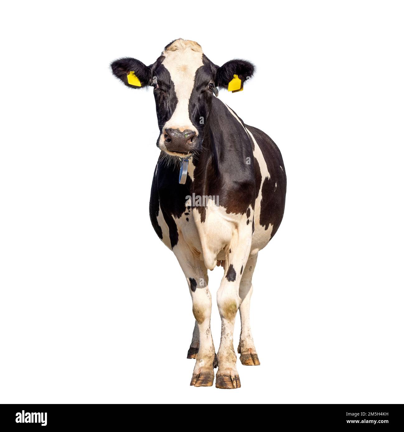 Cow isolated on white background, standing upright black and white, full length and front view and copy space Stock Photo
