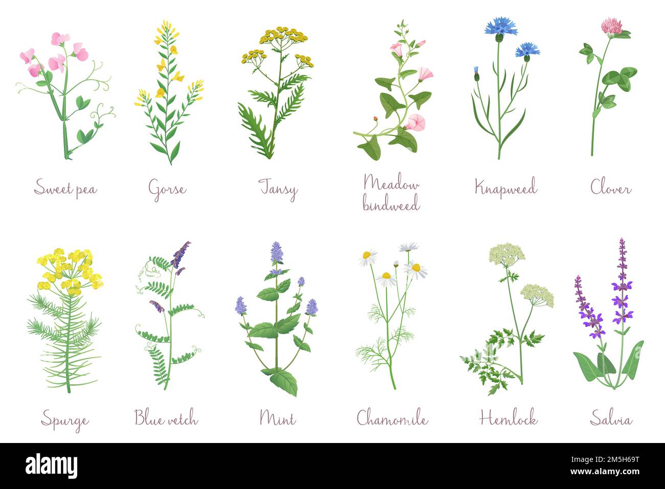 Wild herbs set with names isolated wildflowers herbs leafs garden