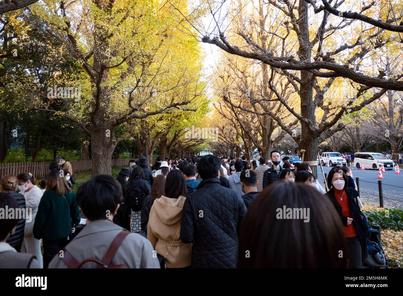 Tokyo, Japan. 27th Nov, 2022. Tokyoites in massive crowds enjoy the falling gingkoes, instagrammable scenes and changing colors of the autumn season at Meiji Jingu Gaien park. The park is the source of controversy as the Tokyo Metropolitan Government recently approved a development plan to allegedly cut down 1,000 trees to make way for new high rise development and a new rugby stadium in a proposal by developer Mitsui Fudosan, trading house Itochu, Meiji Jingu shrine and the Japan Sport Council.Japan has recently reopened to tourism after over two years of travel bans due to the COVID-19 Stock Photo