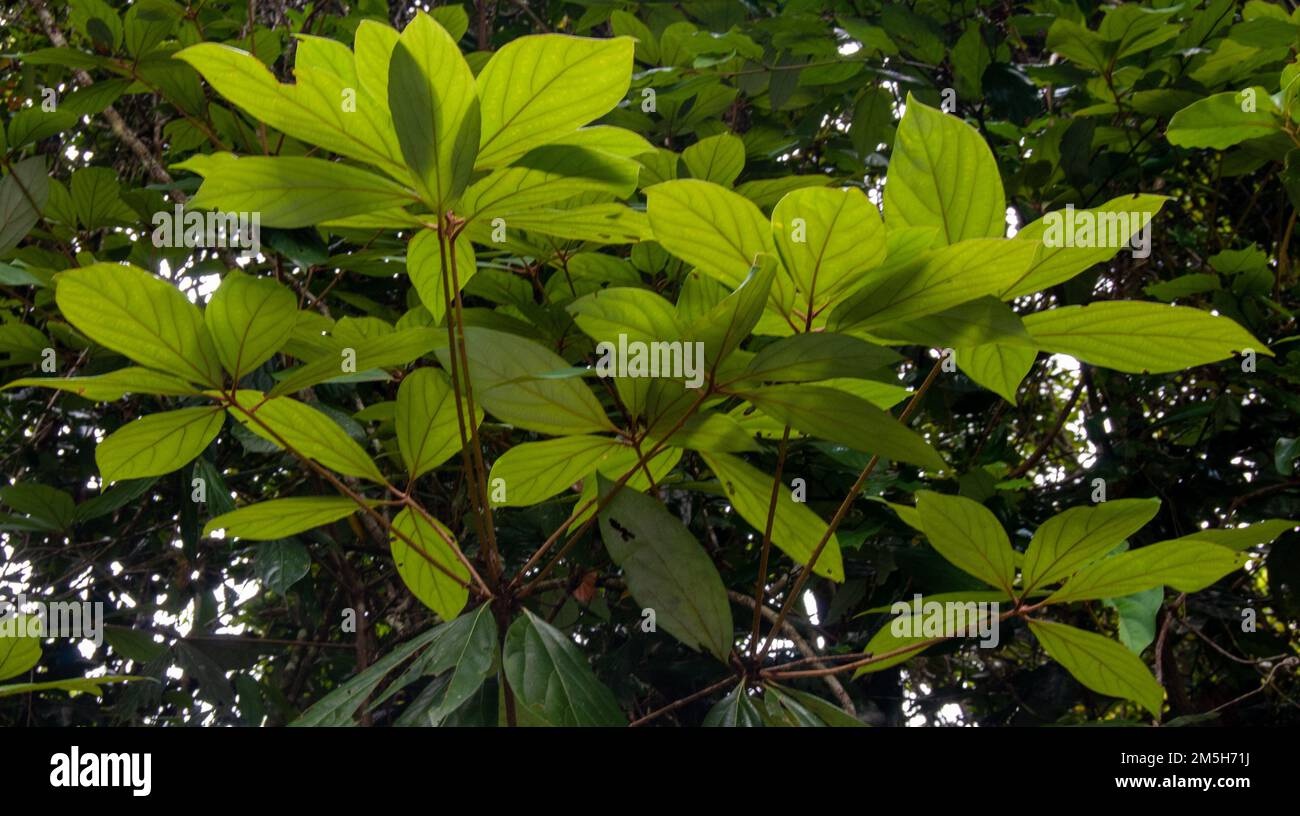 Rainforest foliage hi-res stock photography and images - Alamy