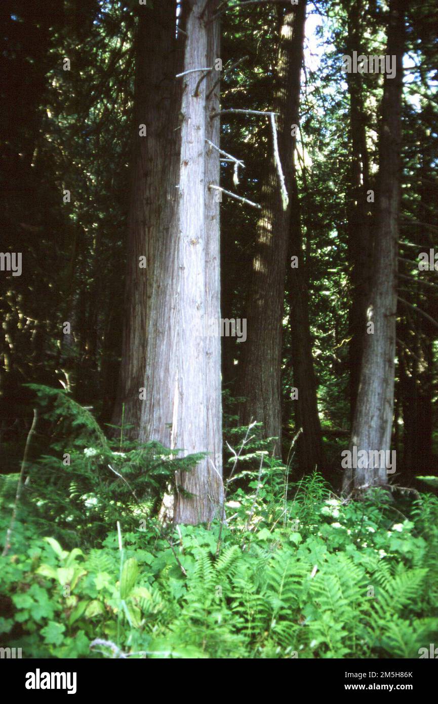 Northwest Passage Scenic Byway - Bernard DeVoto Memorial Grove. Large trees loom in Bernard DeVoto Memorial Grove. American author and historian Bernard DeVoto, a scholar of the Lewis and Clark Expedition, edited a compilation from the explorers' journals. He found a personal sanctuary in the memorial cedar grove that bears his name--as can you today as you stop along the Northwest Passage Scenic Byway. Location: Idaho (46.509° N 114.790° W) Stock Photo