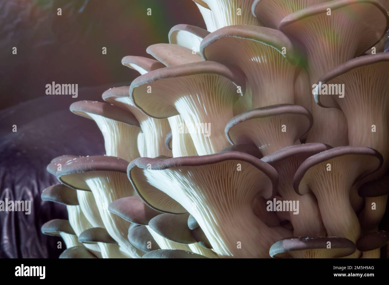 Growing mushrooms macro. Mycelium close-up. Edible mushrooms texture. A bunch of mushrooms is growing. Oyster mushroom pattern. Stock Photo