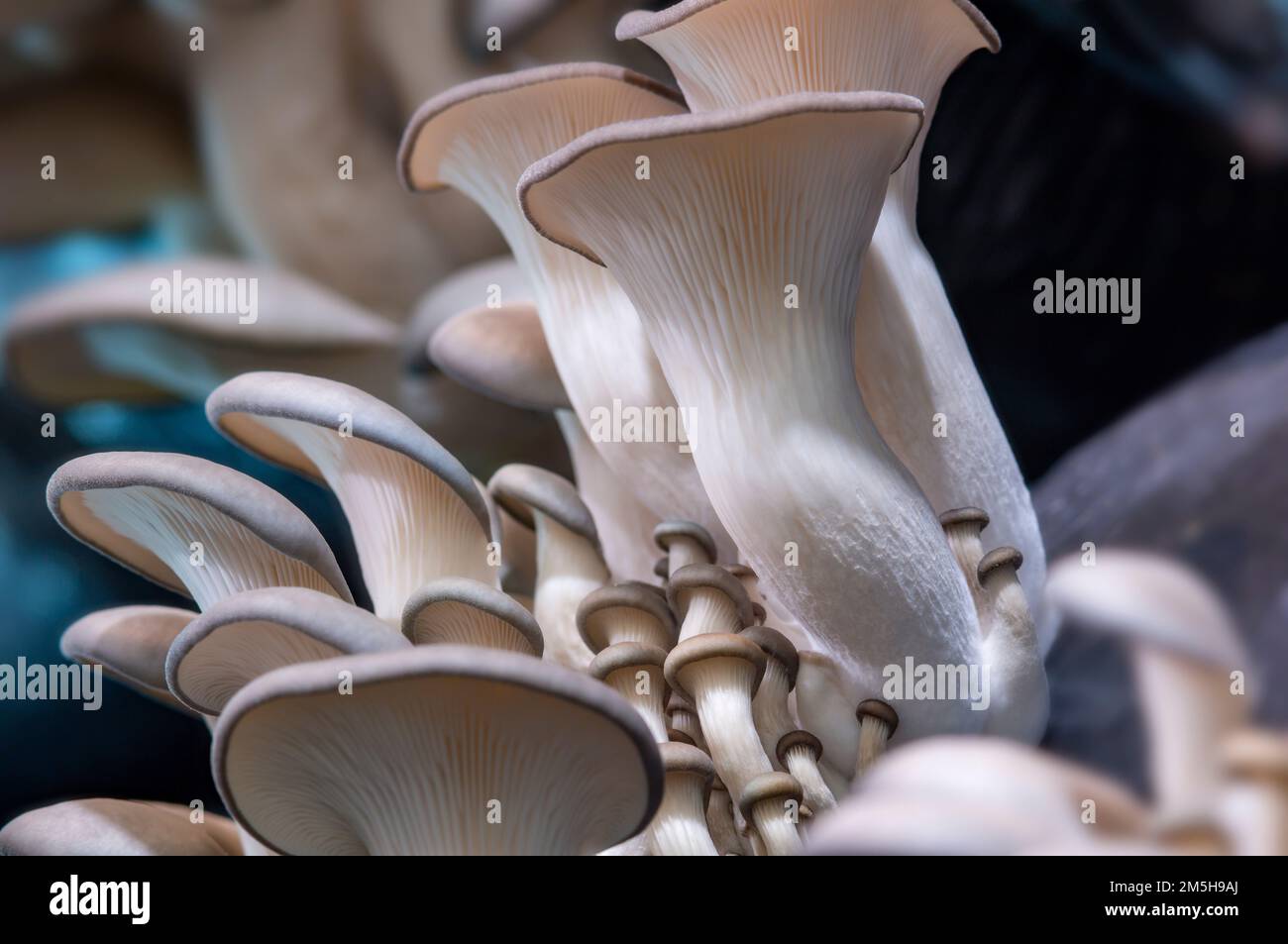 Growing mushrooms macro. Mycelium closeup. Edible mushrooms texture. A bunch of mushrooms is