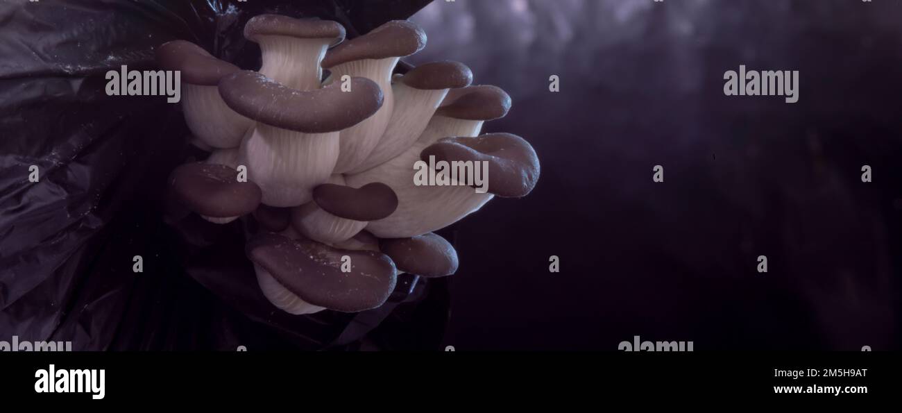 Growing mushrooms macro. Mycelium closeup. Edible mushrooms texture. A bunch of mushrooms is