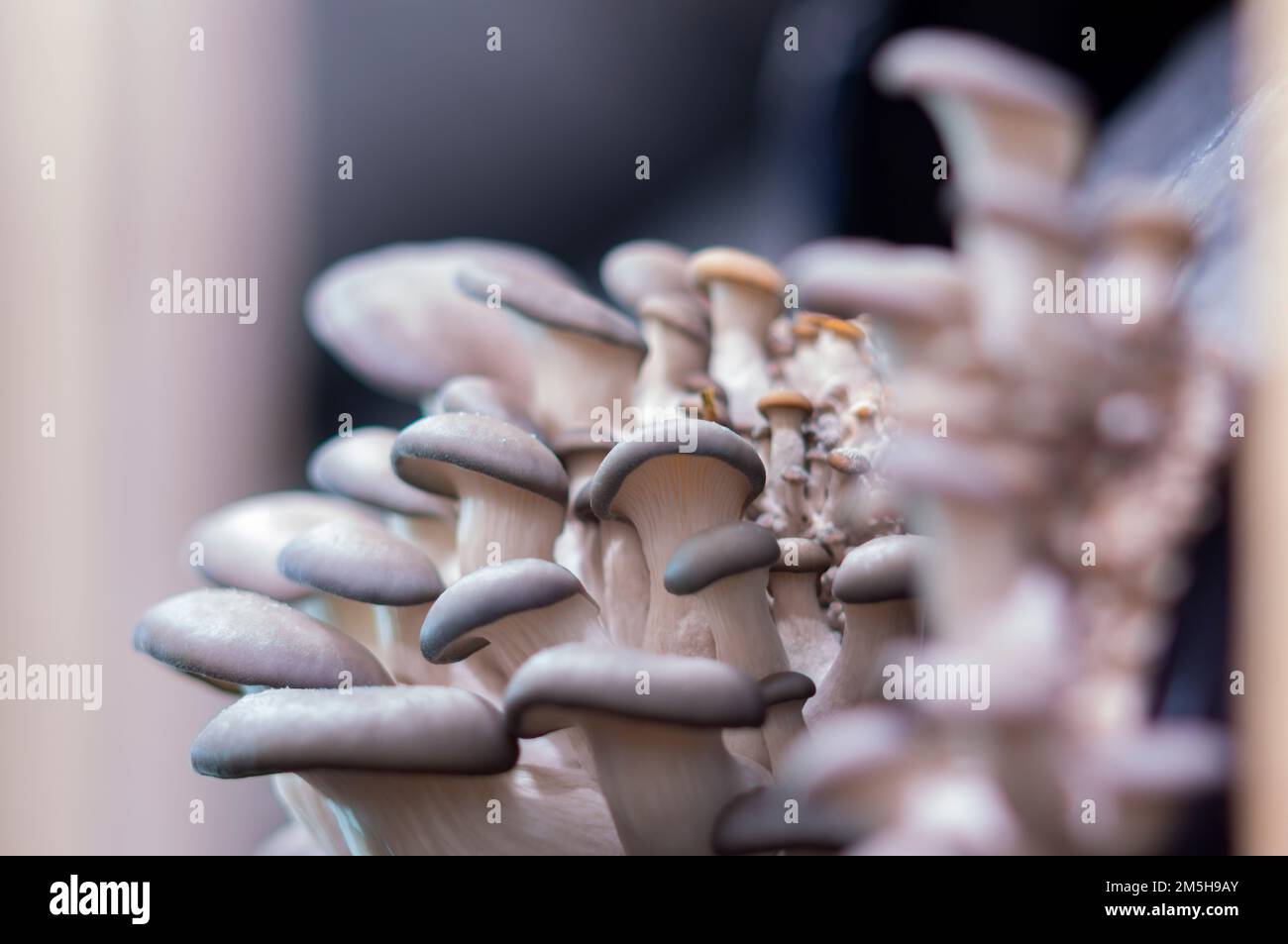 Growing mushrooms macro. Mycelium close-up. Edible mushrooms texture. A bunch of mushrooms is growing. Oyster mushroom pattern. Stock Photo