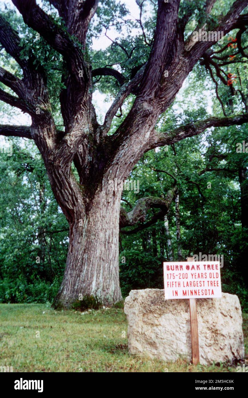 Historic Bluff Country Scenic Byway Burr Oak Tree, Magelssen Park