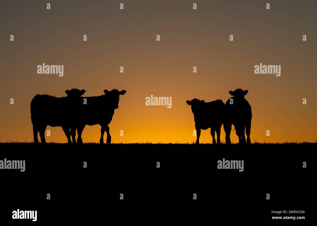 A silhouette of cows on the hill at sunset Stock Photo - Alamy