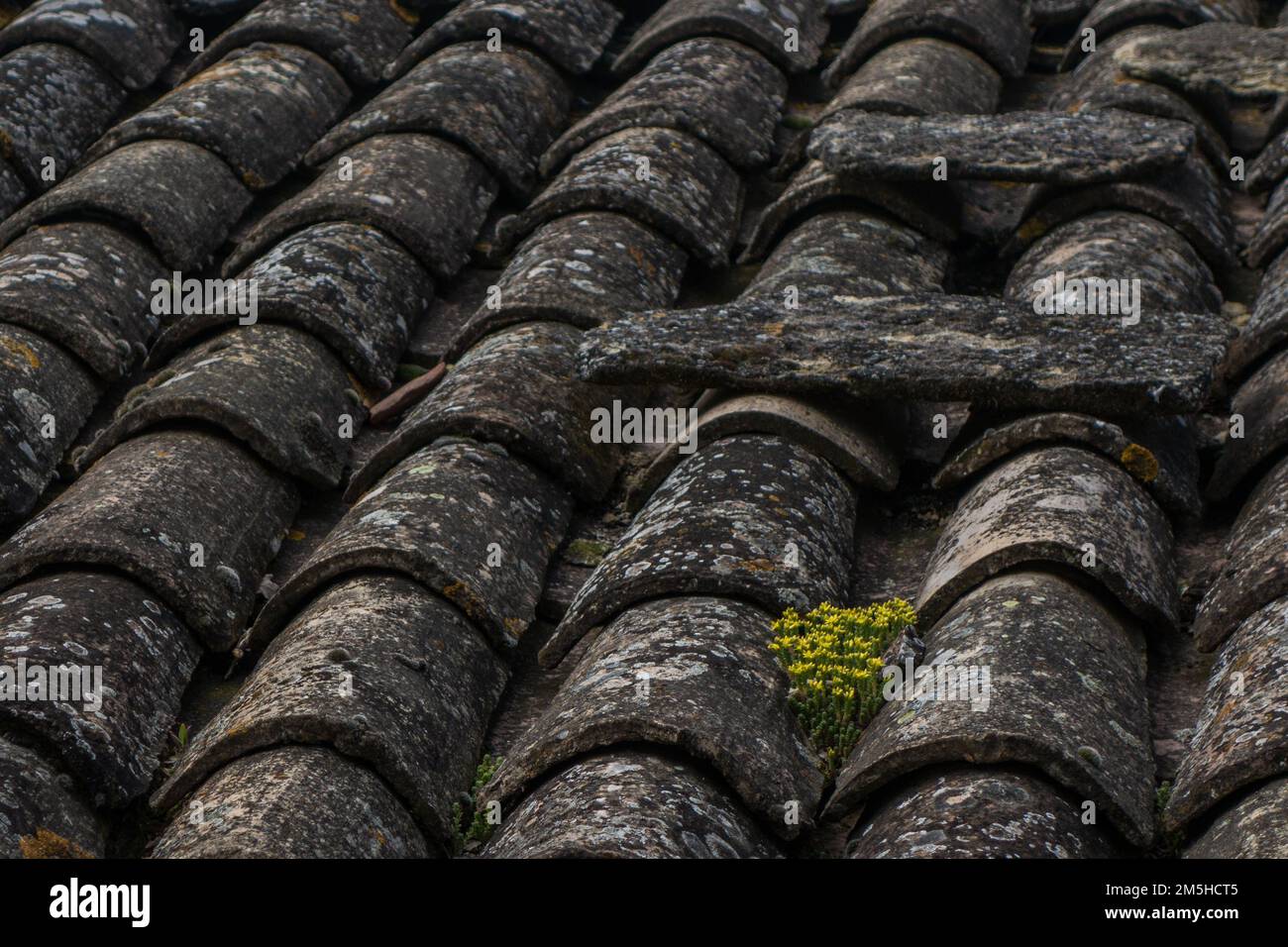 A closeup shot of rustic old dirty tiles on a roof Stock Photo