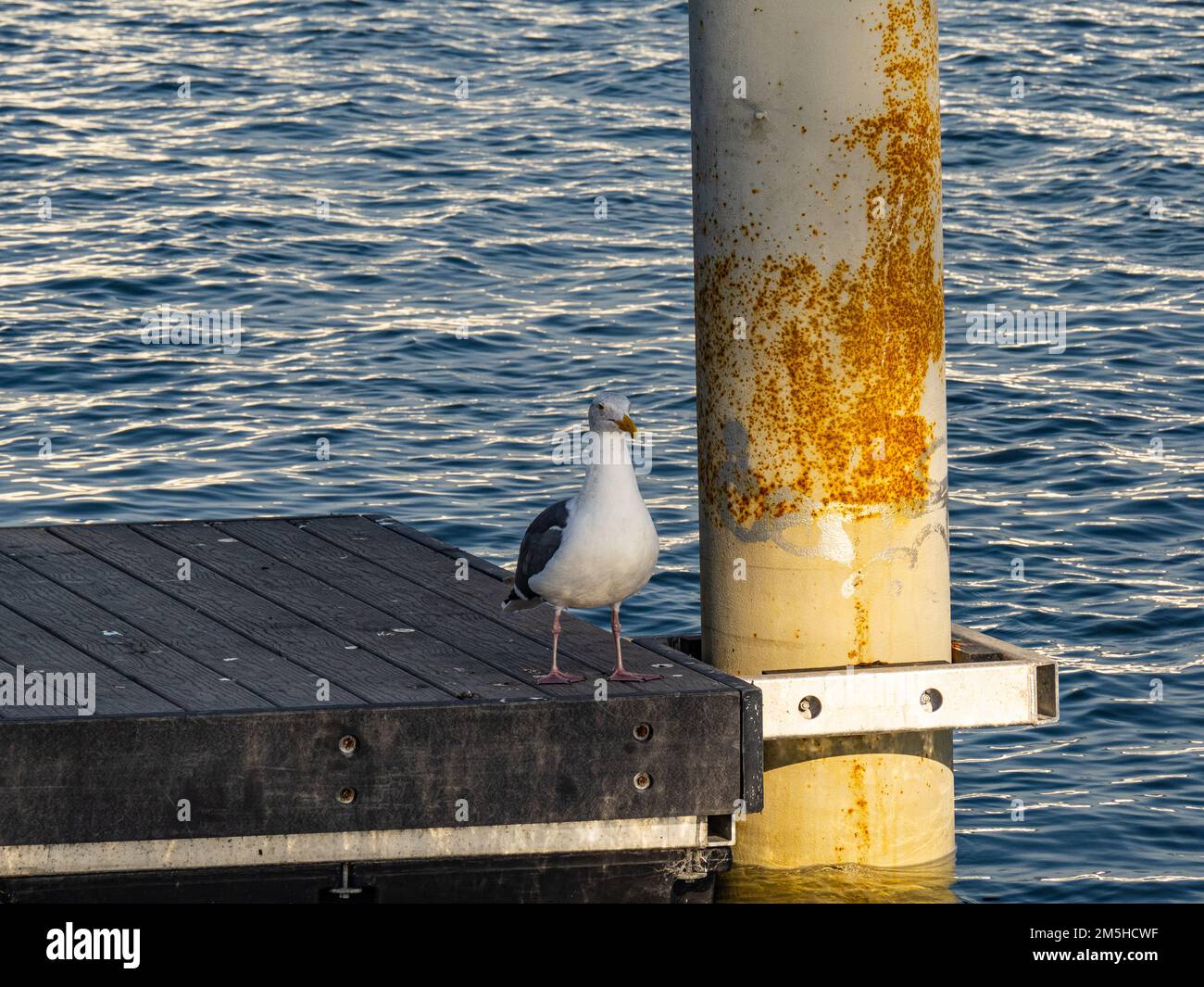 A California Gull on a dock at Alameda Island California USA Stock Photo