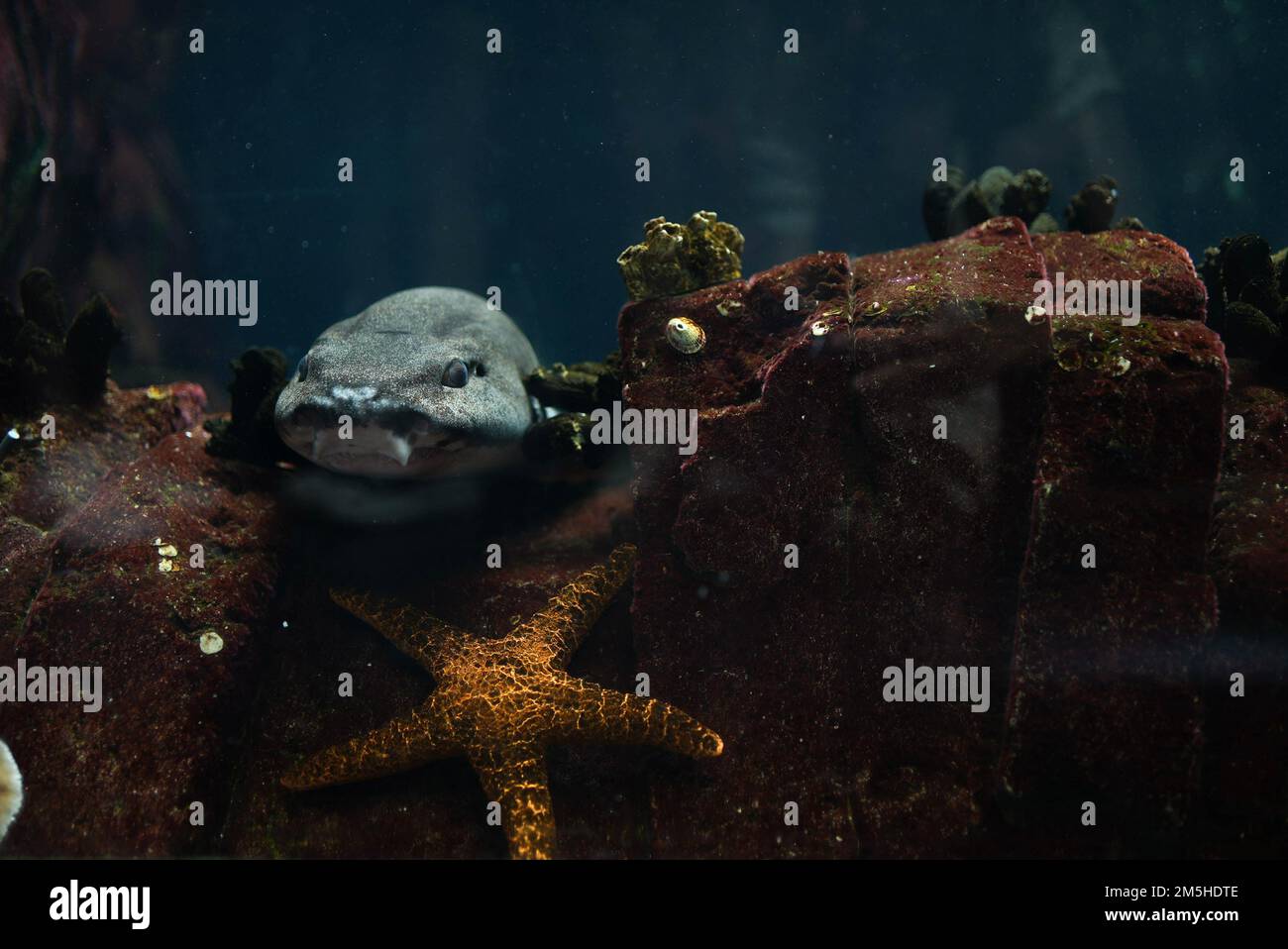 Catfish in an aquarium with a golden starfish underneath Stock Photo