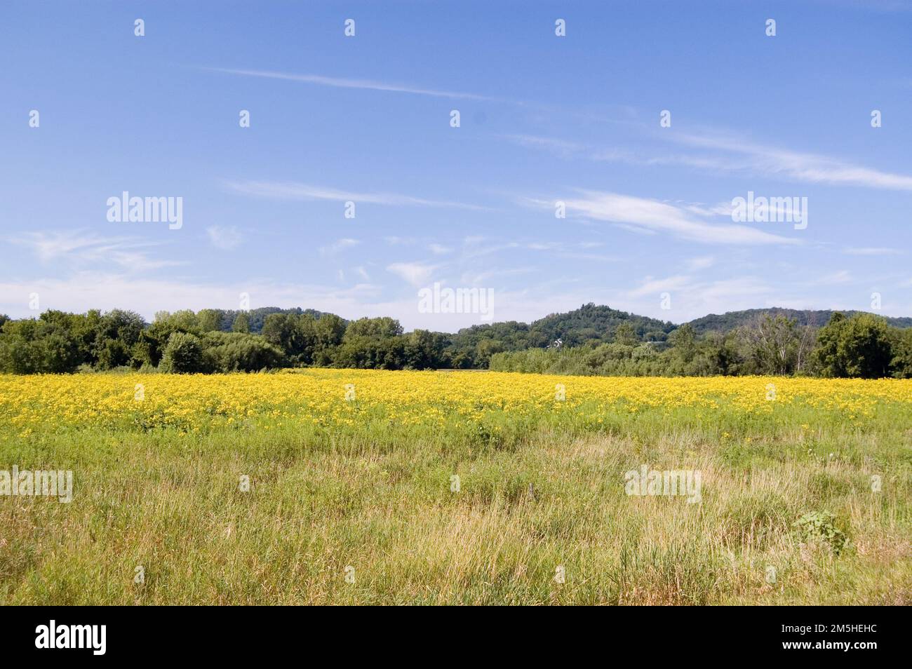 Historic Bluff Country Scenic Byway Yellow Field by Hokah. A field