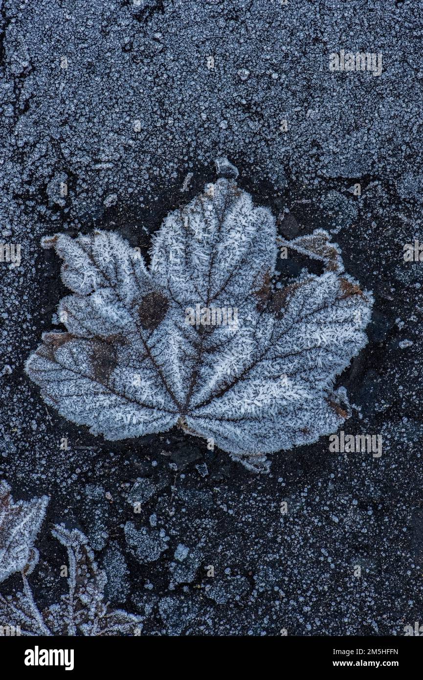 Leaf frozen on icy earth Stock Photo - Alamy