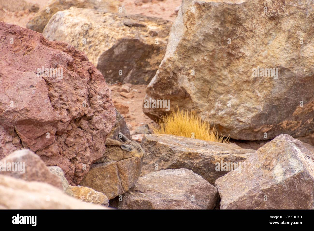 Wild Lagidium Viscacia mimetized in between the rocks of Atacama Desert in Chile, the most extreme and dry desert of the world Stock Photo