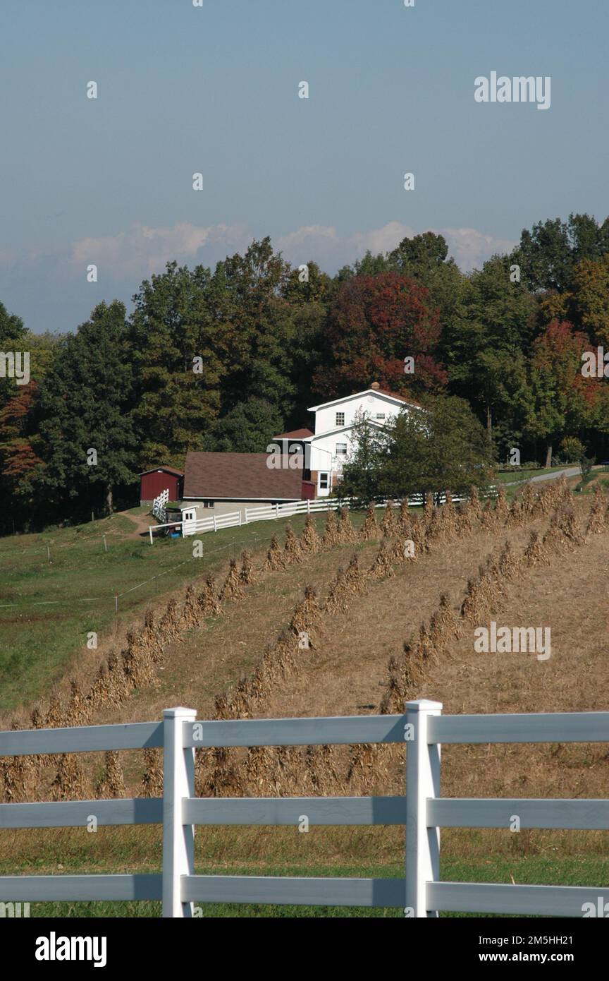 Old cornstalks hi-res stock photography and images - Alamy