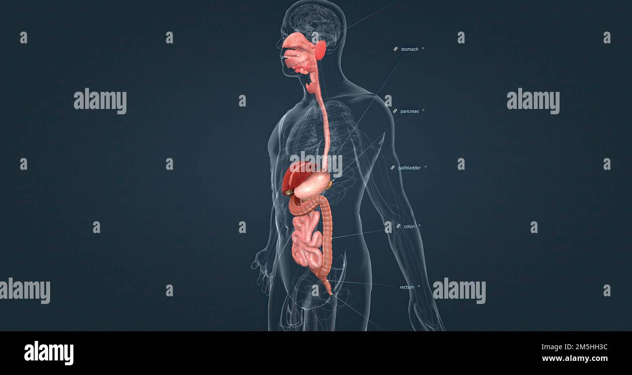 The Human Digestive System Consists Of The Gastrointestinal Tract And ...