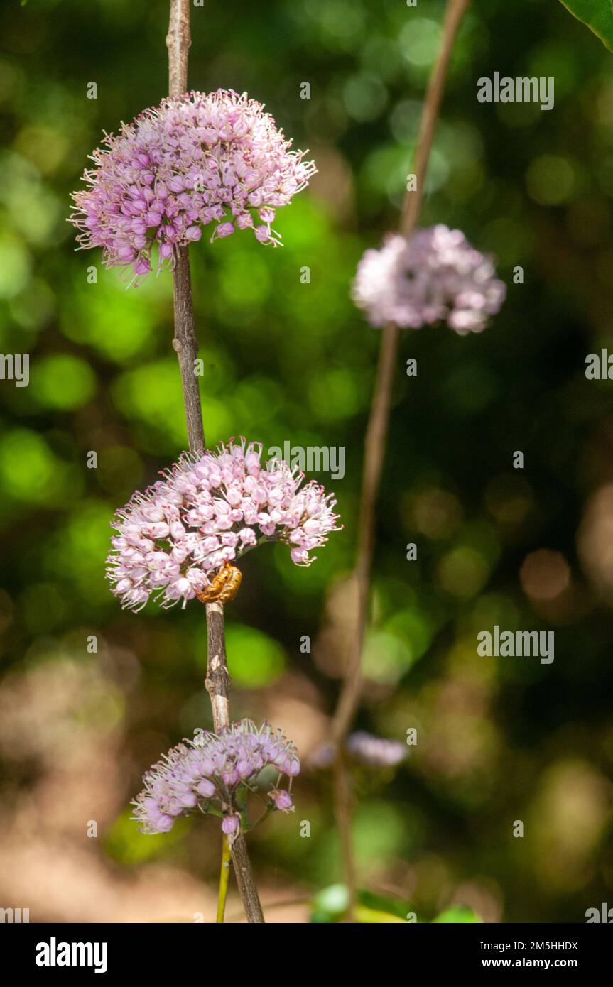 Evodia Blossom, Melicope elleryana, Stock Photo