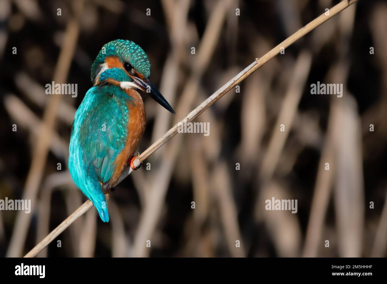 male kingfisher on a branch. Martin pescatore maschio su un ramo. martin pecheur Stock Photo