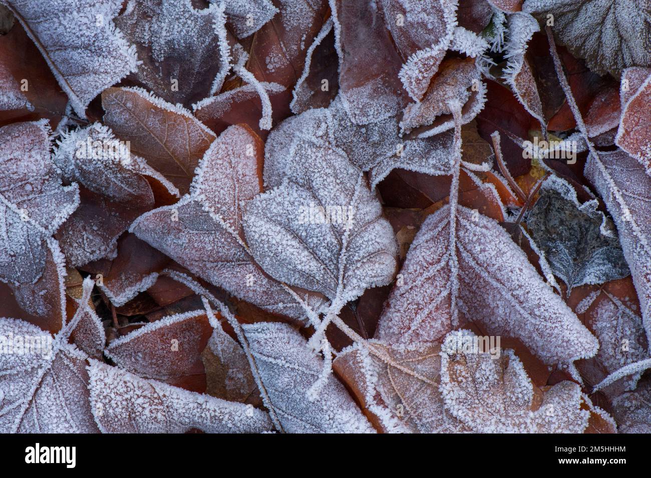 Frozen leaves hi-res stock photography and images - Alamy