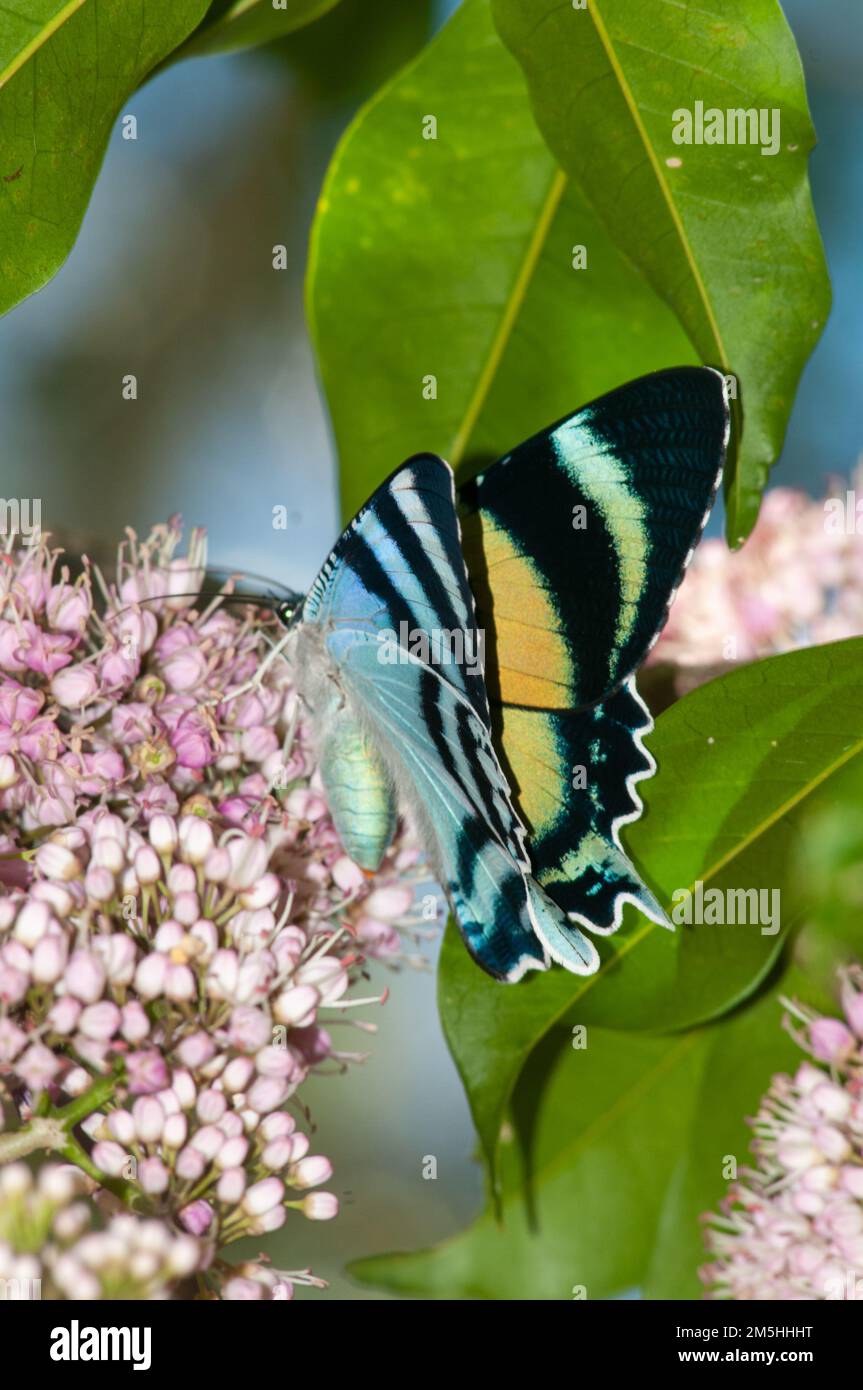 Day-flying Moth, Alcides metaurus, on Evodia Blossom. Stock Photo