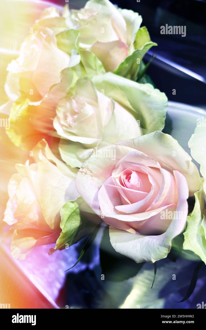 Roses blooming hi-res stock photography and images - Alamy