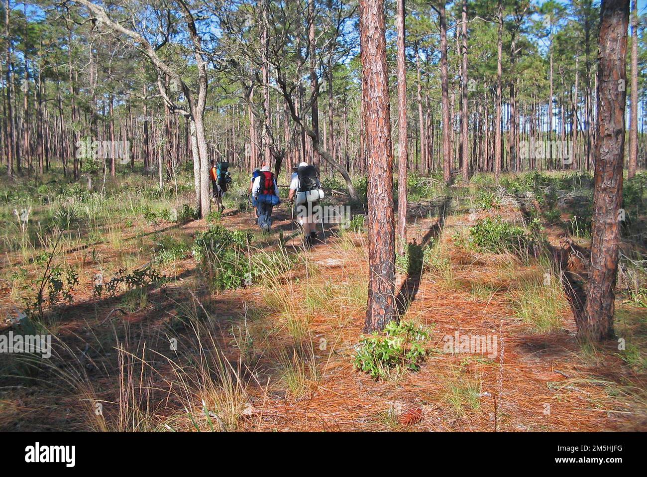 Florida Black Bear Scenic Byway - Florida Black Bear Scenic Byway Hikers On The Florida Scenic Trail A Group Of Hikers Pass Through Rare Sand Hill Habitat Of Long Leaf Pine And Wire Grass On The Florida Scenic Trail In The Ocala National Forest Location Ocala National Forest Florida 2M5HJFG 