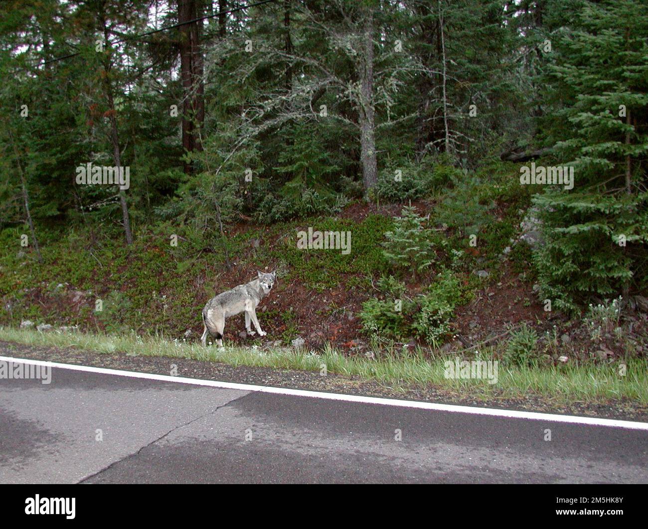 Gunflint Trail Scenic Byway - Timber Wolf on the Gunflint Trail. A gray timber wolf stands in the shoulder of the paved roadway of the Gunflint Trail, looking at the photographer. Minnesota (47.964° N 90.324° W) Stock Photo