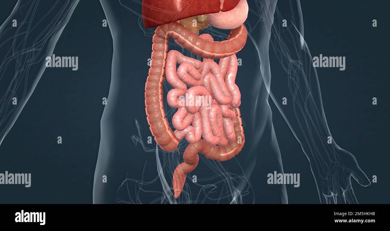 The intestines are responsible for breaking down food, absorbing its ...