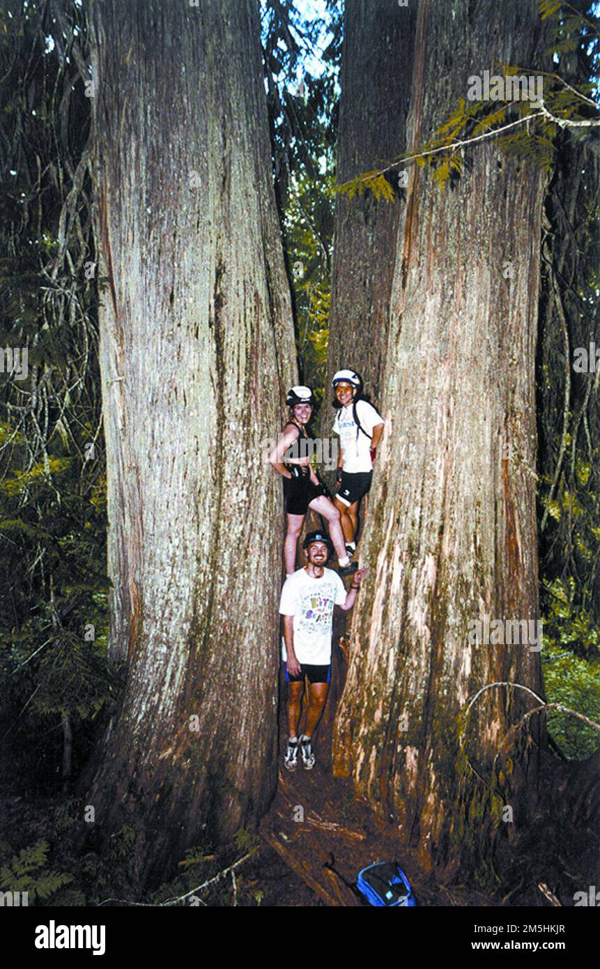 International Selkirk Loop - 2,000-Year-Old Giant Cedars on the International Selkirk Loop. 2,000 year old cedar trees dwarf three enthusiastic mountain bikers. Aside from the magnificent ancient cedar trees, hiking and mountain biking in the Selkirk Mountains offers opportunities to see sparkling waterfalls, high mountain lakes and prolific wildlife. In late summer, famous huckleberries are plentiful, and mushroom hunters find 450 varieties in the Selkirks. (48.971° N 117.311° W) Stock Photo