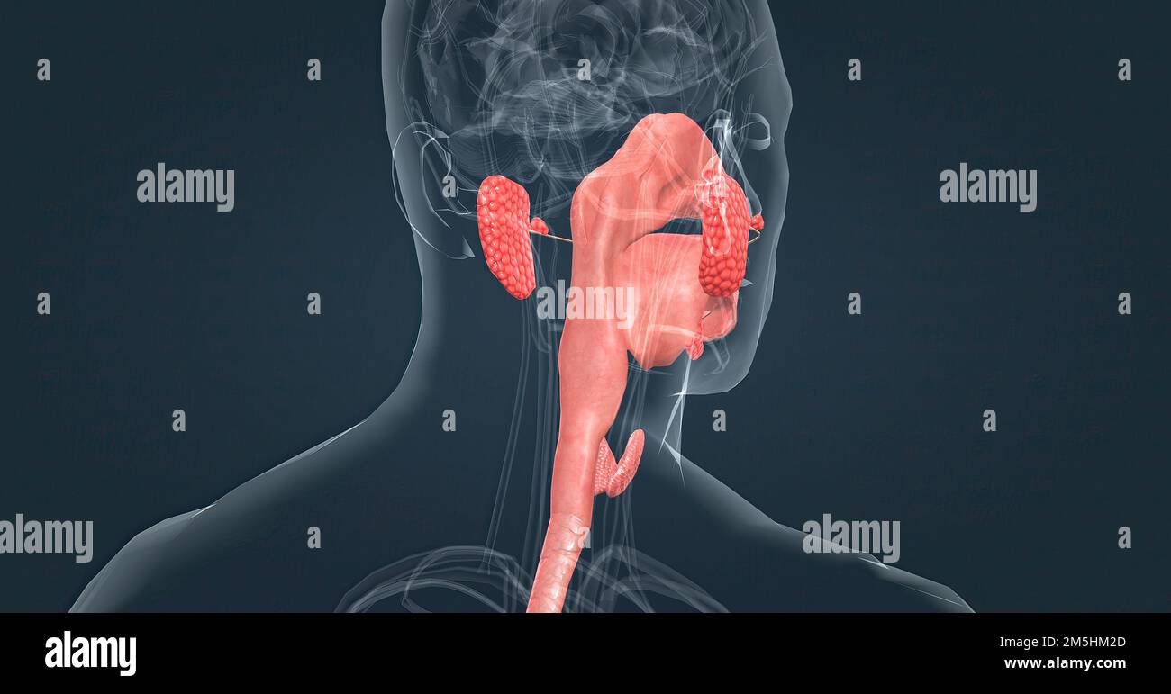 3d sore throat inflammation hires stock photography and images Alamy