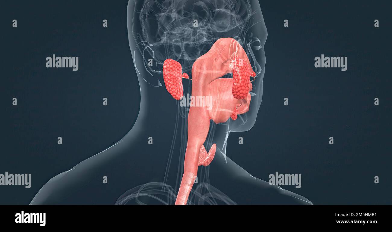 Salivary glands make saliva, which aids in digestion, keeps your mouth