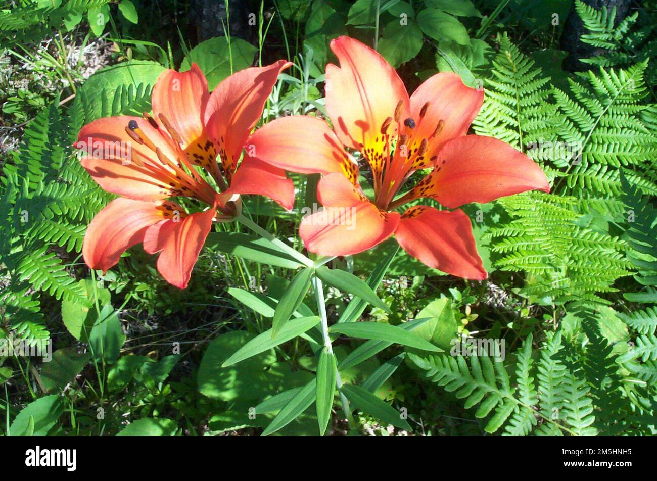 Gunflint Trail Scenic Byway - Magnetic Rock Trail Wood Lily. Wood Lily wildflower, a deep orange lily, blooms among ferns on the Magnetic Rock Trail. Minnesota (48.053° N 90.512° W) Stock Photo