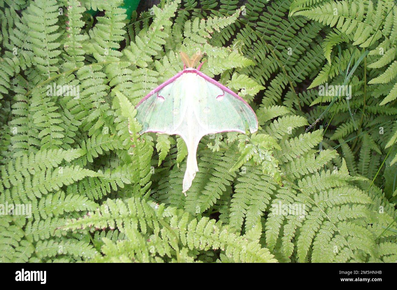 Gunflint Trail Scenic Byway Luna Moth The Luna moth a large pale Gunflint Trail Scenic Byway Luna Moth The Luna moth a large pale
