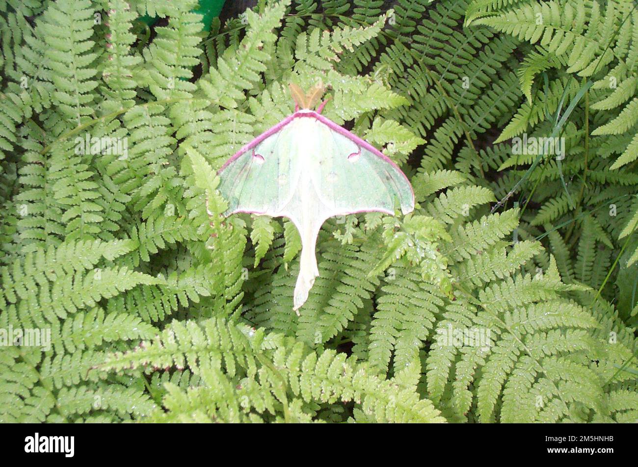 Gunflint Trail Scenic Byway - Luna Moth. The Luna moth, a large pale green moth with elongated double tail and white spots, sits on some ferns. Minnesota (48.044° N 90.482° W) Stock Photo