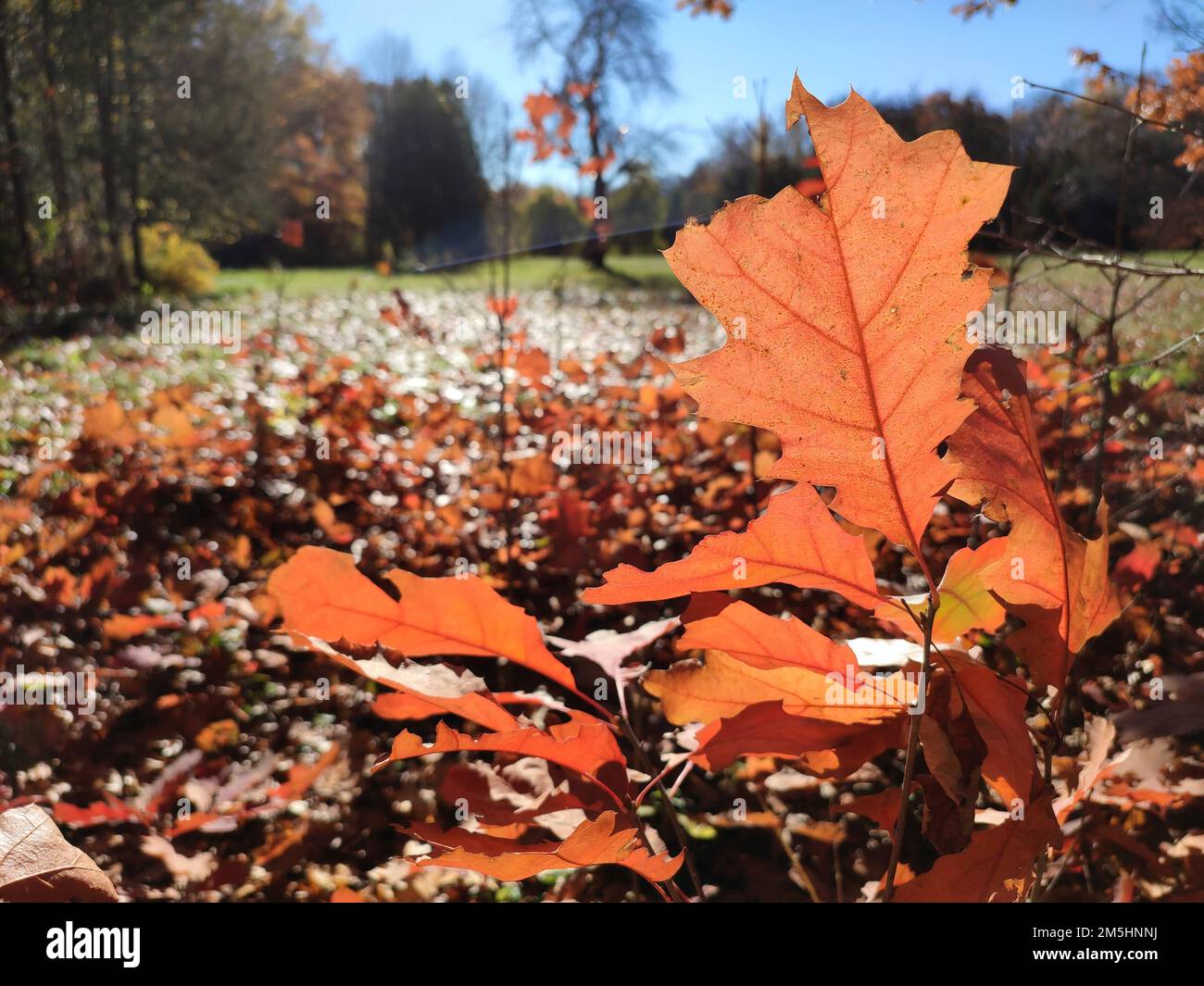 Autam Da Red orange brown leaves of oak tree brightly lit by the sun in forest ...